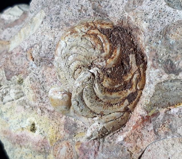 Aturia aturi (BASTEROT 1825) - Bild © FossNet FossilienStore